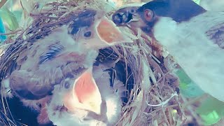 The moment the bulbul cub eats fruit [upl. by Verras]