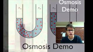 Osmosis Demo [upl. by Procto]