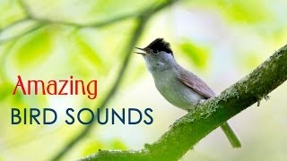 ♫ Amazing Bird Song  Incredible sound of bird singing on top of a microphone [upl. by Oirretno]