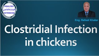 Clostridial Infection in chikens [upl. by Demetris956]