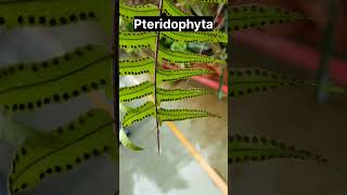 Pteridophyta Plant  Spore Formation  Cryptogams  Shahbaz Sayyed [upl. by Yruama785]