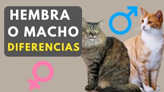 ¿Cómo DIFERENCIAR un gato HEMBRA y MACHO Vea algunas diferencias increíbles [upl. by Leinahtam426]