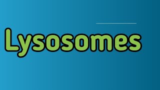 what is lysosomeswhich are enzymes in lysosomes [upl. by Nemajneb438]