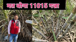 कभी मत ख़रीदना 11015 गन्ना प्रजाति  11015 Sugarcane Variety  Co 11015  गन्ने की नयी प्रजाति [upl. by Tyrus]