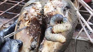 Cut Trim and Cleaning Screw with Wood WAS STUCK IN cows hoof [upl. by Eerahc]