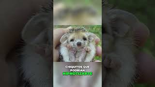 Increíble La Adorabilidad del Erizo Bebé Te Hipnotiza 🦔LIKE SI AMAS A LOS ANIMALES 👍🏻 shortviral [upl. by Ferde673]