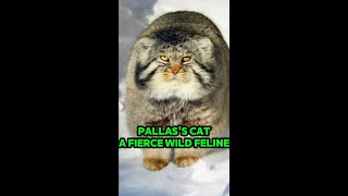 Pallass cat a fierce wild feline shorts [upl. by Asaph804]