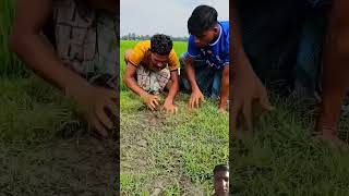 🤌🤌 experiment motivation crazyxyz farming amazingfacts facts smartlifehacks smarthome funny [upl. by Tila]