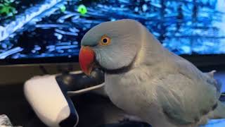 BlueB the Ringneck Parrot Camouflages with the TV and Tries to Play PlayStation 🦜 Funny Parrot [upl. by Uwkuhceki]