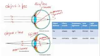 Accommodation in the eye focussing for IGCSE Biology [upl. by Baillieu]