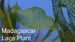 Fincasters Episode 57 Keeping Madagascar Lace Plant [upl. by Lapides312]