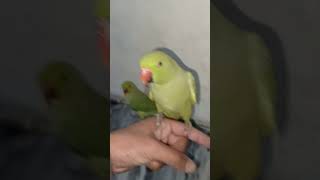 Hand tamed parrot talkingparrot funnyanimals birds parroting [upl. by Nnyrat]