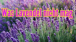 Lavendel durch Samen vermehren [upl. by Poirer12]