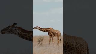 The Giraffe Acacia adventure africa [upl. by Llirrem]