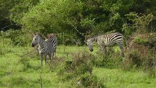 Burchells Zebra Equus quagga burchellii Lake Mburo National Park Uganda [upl. by Fessuoy]