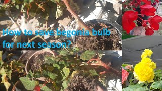 How do I save begonias for next year  storing begonia bulbs for winter  begonia tubers [upl. by Alemaj]