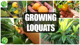 Fruit Trees  Loquat Cultivation Grow the Best Loquats in Your Garden 🌳🍊 [upl. by Annaet933]