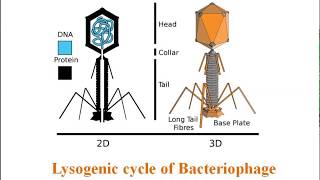 Lysogenic cycle of Bacteriophage [upl. by Llenrod668]