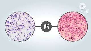 Gram Positive and Gram Negative Bacteria [upl. by Ydisac]