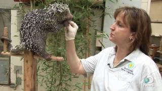 Prehensiletailed Porcupine [upl. by Boris]