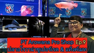 PT​ Arowana​ Pro​ Shop​ Super​ Red​ Arowana​ amp​ Tank​mates​Ep9 [upl. by Eilzel]