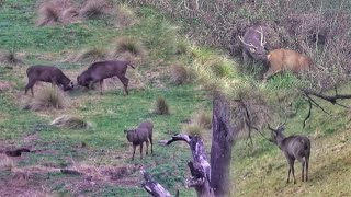 Wattles Are Blooming STAGS Are Moving [upl. by Latisha293]