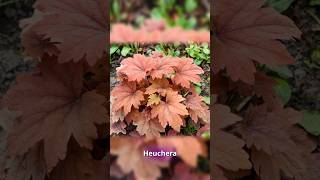 Justins Top 100 Plants Heuchera [upl. by Francie735]