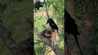 Andaman drongo birds nature bird youtubeshorts [upl. by Ally]