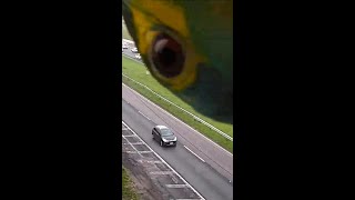 Parrot Photobombs Highway Traffic Cam Shorts [upl. by Akel]