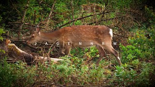 Schmaltier oder nicht — Jagd auf Sikawild  Arnsberger Wald — jagenNRW story 22 [upl. by Nauqaj]