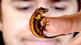 The delicate art of raising baby geckos [upl. by Euqinommod]