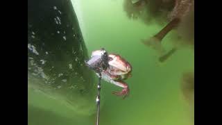 Red Rock Crab  Pacific Staghorn Sculpins  Speckled Sanddabs and a little Octopus 070224 [upl. by Skerl]