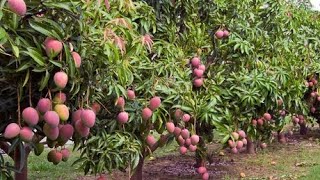 From 1 Acre To 40 Acres Mango Farm Why Investing In Mango Farm Will Make You Long Term Millionaire [upl. by Marilyn]