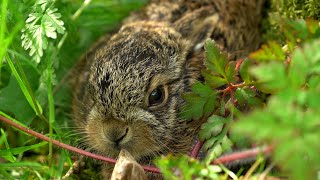 Hare Raises Baby Leveret in My Back Garden  Discover Wildlife  Robert E Fuller [upl. by Nlyak]