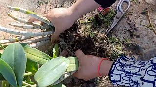 How to divide orchid in to pot Repotting orchid for beginner [upl. by Iadam82]