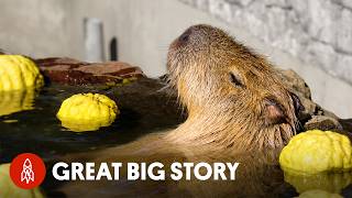 The Worlds Most Relaxed Rodents  Capybaras [upl. by Annez977]