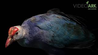 A purple swamphen Porphyrio porphyrio porphyrio at Wroclaw Zoo [upl. by Cedric]