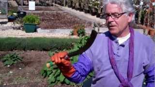 How to make organic Fertiliser  Comfrey Manure [upl. by Jerrylee]