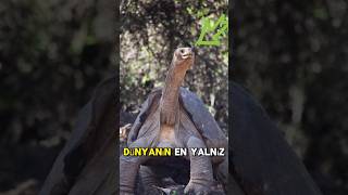 🚨 Dünyanın En Yalnız Kaplumbağası Lonesome Georgeun Hüzünlü Hikayesi 🐢 shorts [upl. by Porta46]