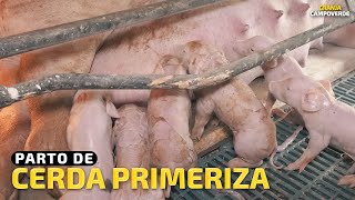 PARTO DE CERDA PRIMERIZA🐖 [upl. by Sofie917]