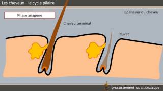 Estce normal de perdre ses cheveux  Le cycle pilaire [upl. by Eceela]