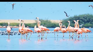 Video Los Manglares de San Pedro de Vice  Sechura [upl. by Naicul]