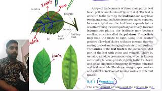 Morphology of flowering plants class 11  Venation  Types of leaves  NEET Part 2 [upl. by Domeniga]