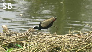 Bronzewinged Jacana জলপিপি celebratingworldwildlifeday2024 [upl. by Daza133]