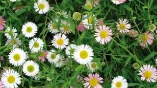 Erigeron Stallone plug plant 3 month later review [upl. by Einobe203]