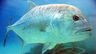 Facts The Giant Trevally [upl. by Lilllie168]