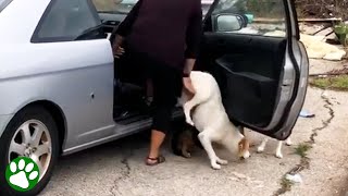 Woman abandons four dogs [upl. by Rhea]