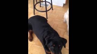 Rottweiler amp Shih Tzu Show Off Their Tricks [upl. by Clifford493]