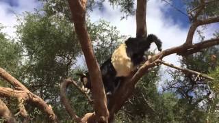 TREE GOATS 2 climbing down a tree [upl. by Lytsirk]