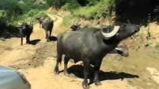 mandalar water buffalos  gökbelyenicekarabüktürkiye [upl. by Lad]